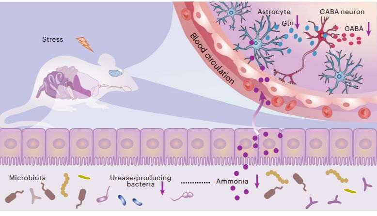 Nature Metabolism  |   肠道微生物组来源的氨调节宿主的应激易感性