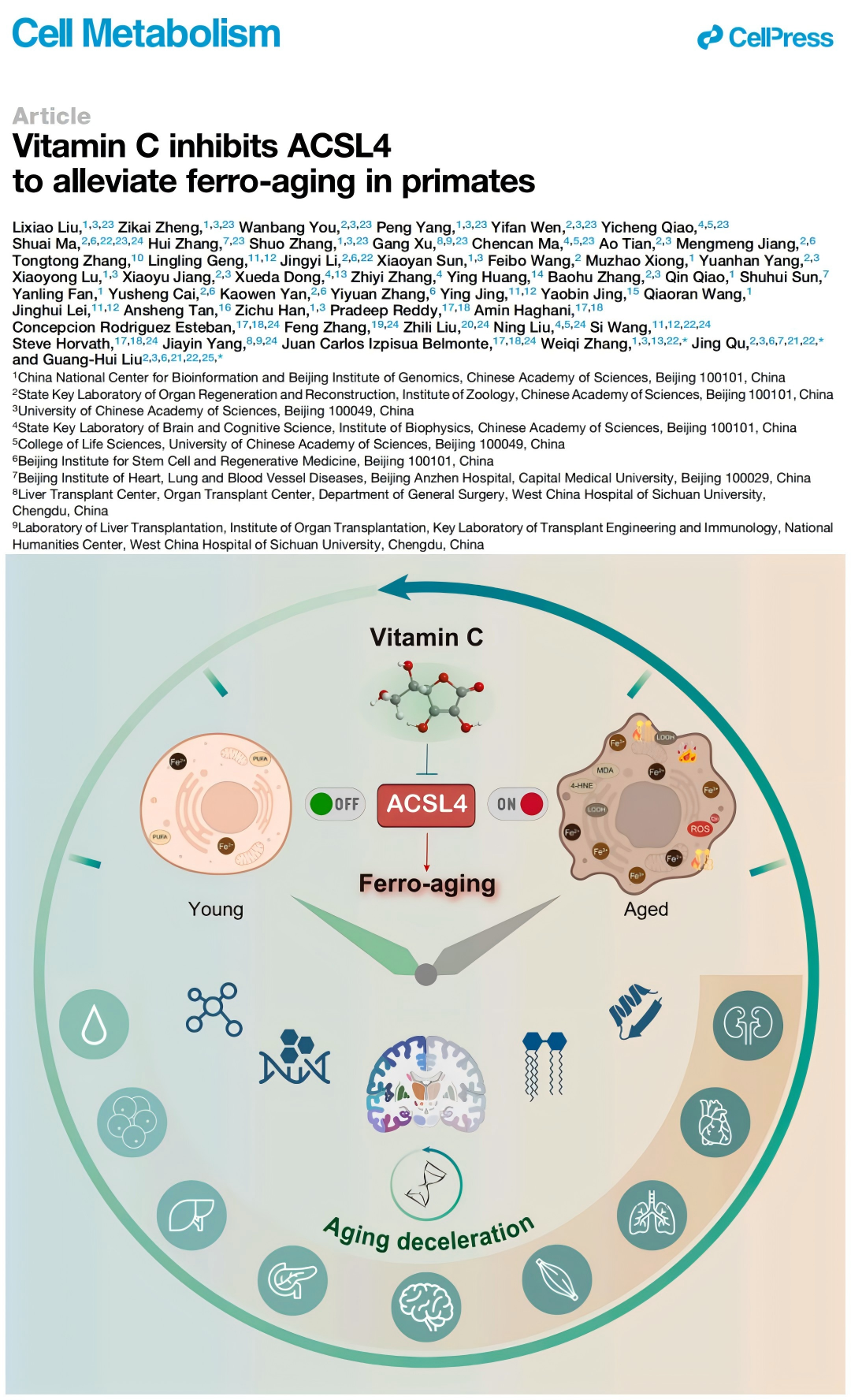 Cell子刊新突破：“铁衰老”新概念，维生素C靶向ACSL4成抗衰新希望