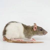 小鼠结肠类器官