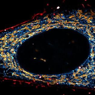 abberior 线粒体-SNAP / 内质网-Halo细胞系