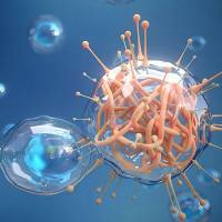 免疫细胞表型与增殖分析