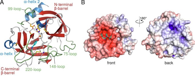 KLK2：新兴的特异性前列腺癌治疗靶点