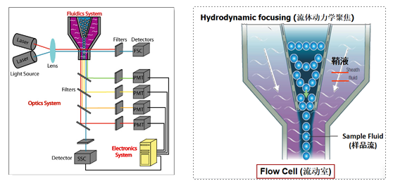 细胞分选技术进展与应用