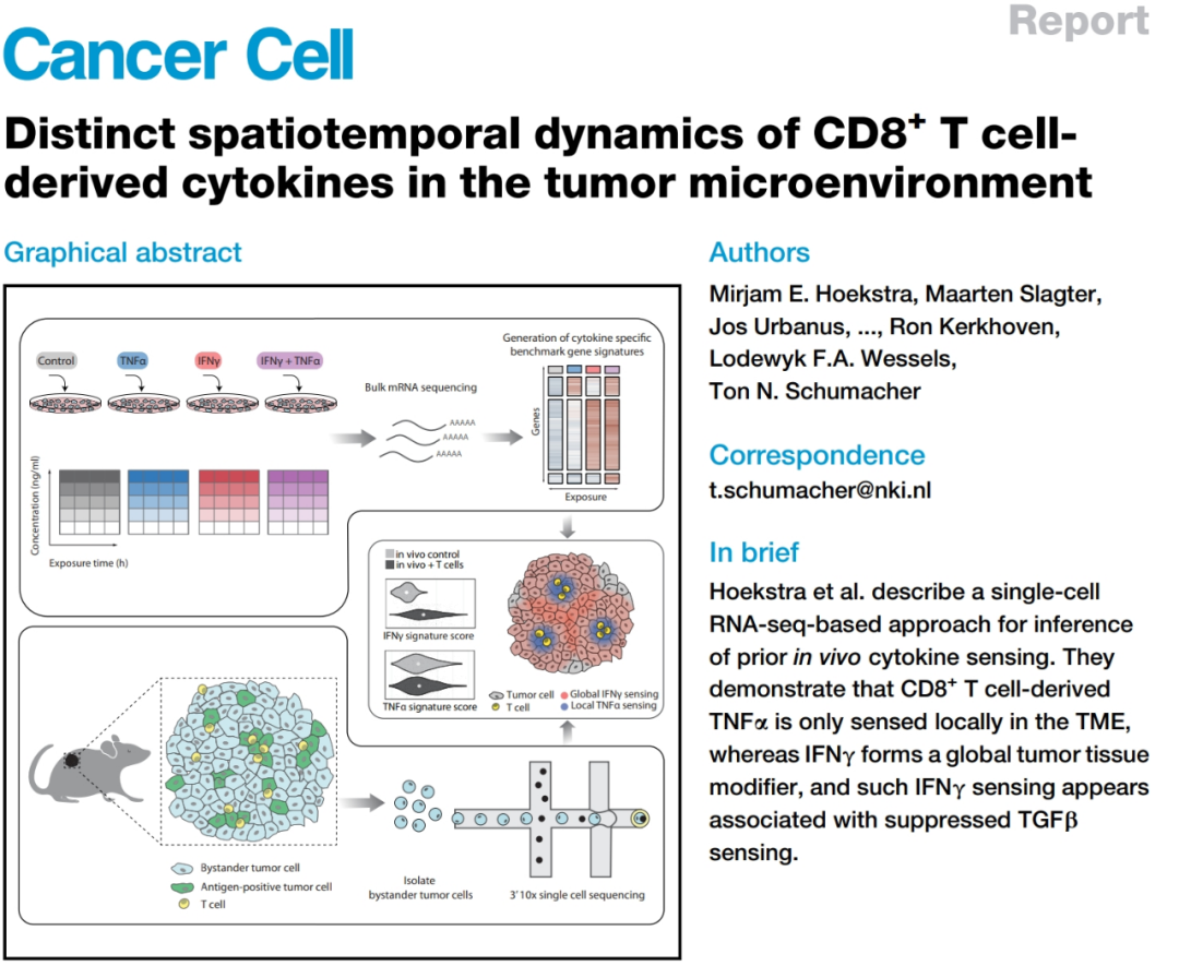 Cancer Cell：首证IFN-γ才是肿瘤免疫微环境“主宰者”