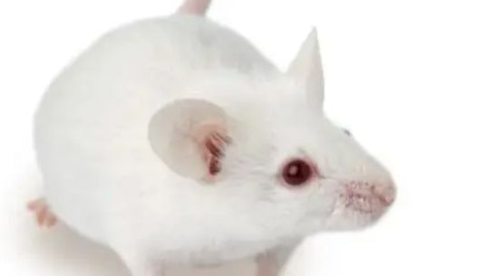 国内首家！IPHASE NOD SCID小鼠肝细胞助力药物代谢研究