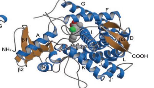 国内首家！ IPHASE CYP2C9重组酶：助力药物个性化开发