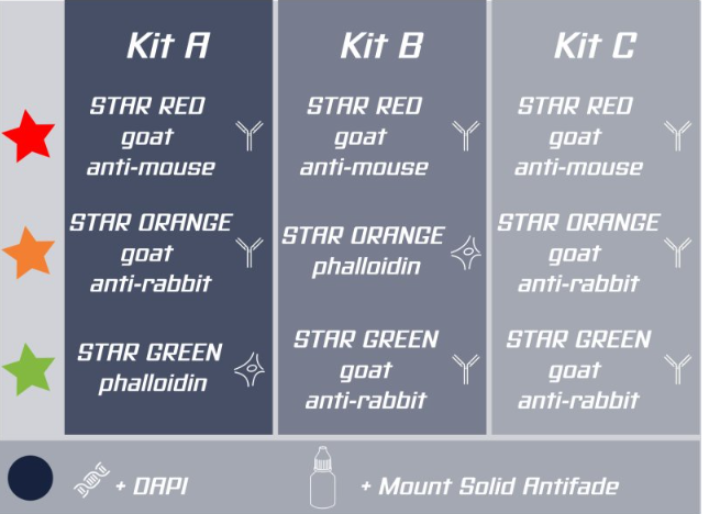 Abberior公司推出共聚焦和超分辨试剂盒套装 PLEX 4 color Kits帮助你实现4色荧光超分辨影像