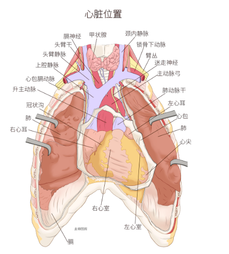 病理小课堂：循环系统心脏的结构与功能