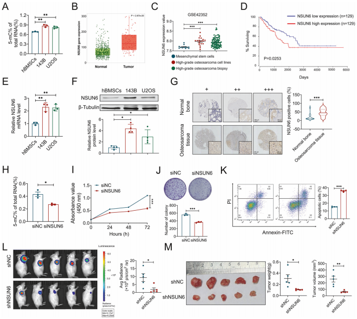 IF=15.4丨一场由m⁵C修饰主导的“耐药博弈”：NSUN6如何帮助骨肉瘤细胞逃避顺铂攻击