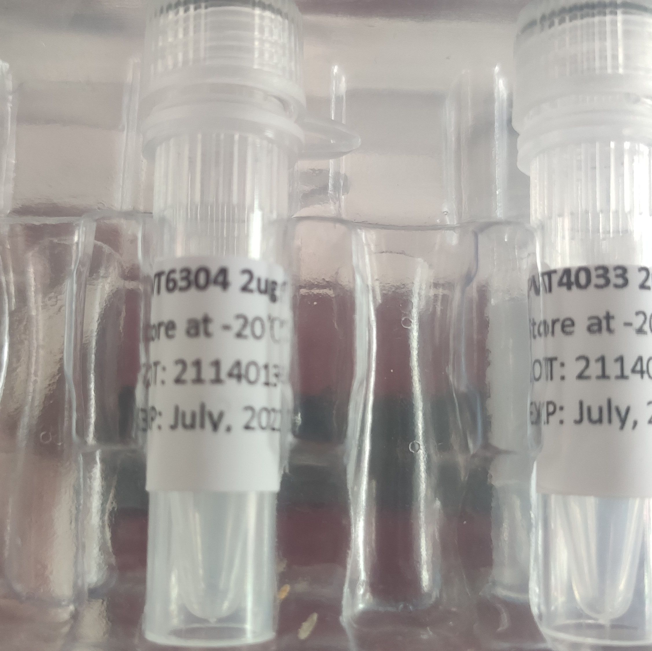 pLV3-CMV-KCNG1-3×FLAG-CopGFP-Puro Plasmid产品图