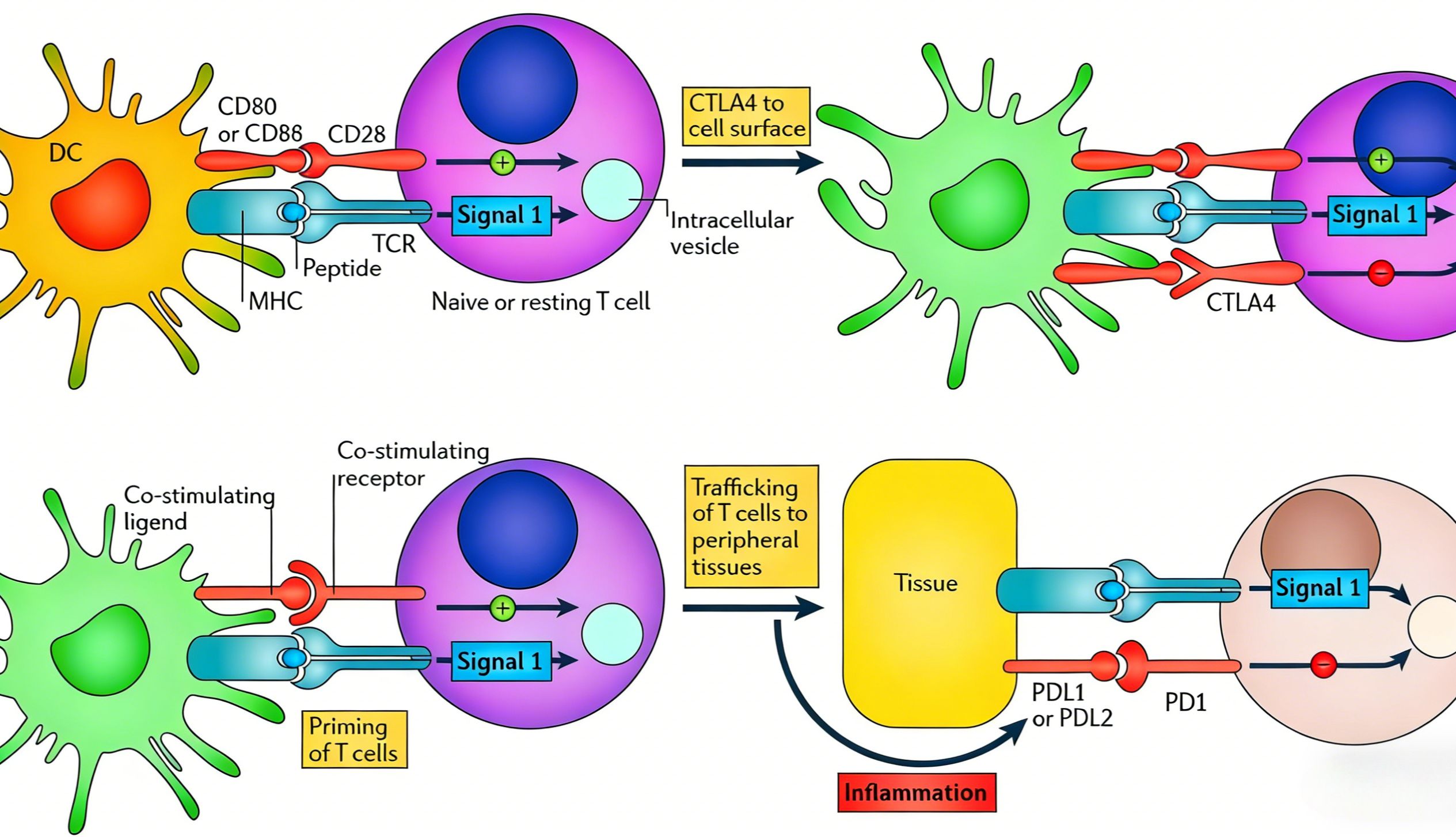 CD28抗体是机遇还是挑战？