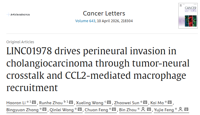 Cancer Letters｜青岛大学团队：外泌体LINC01978驱动胆管癌神经侵袭，揭示肿瘤-神经-巨噬细胞三重对话新机制！