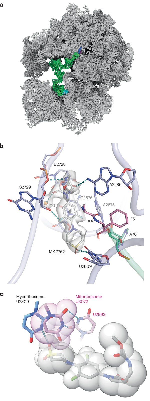 BMG LABTECH多功能酶标仪文献分享,Merck 团队发表在Nature Medicine “Discovery and development of a new oxazolidinone with reduced toxicity for the treatment of tuberculosis” 报告