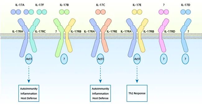 IL-17家族细胞因子介导的炎症性疾病发病