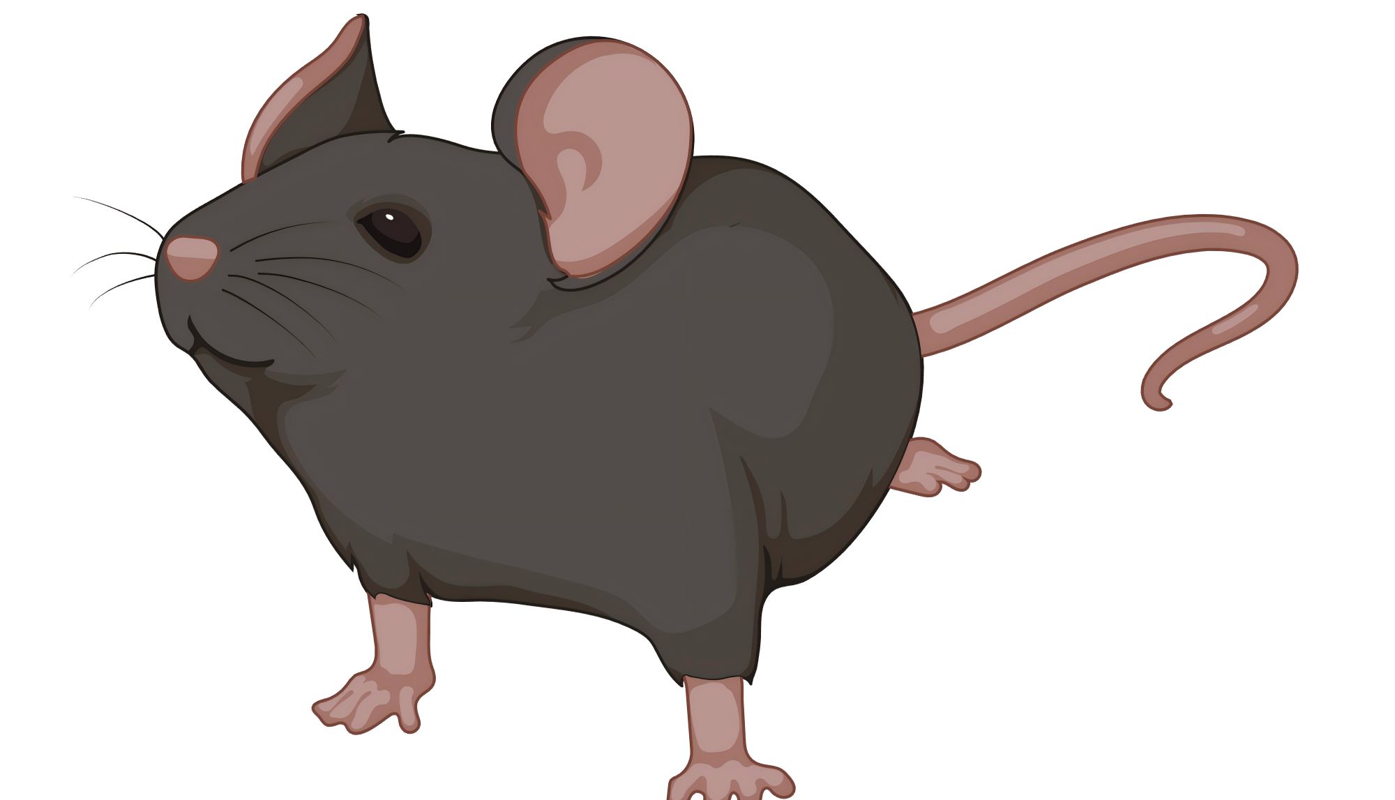 鼠来宝喊你组队 | 和搭子一起抽大疆Pocket 3、富安娜毛毯等好礼啦！