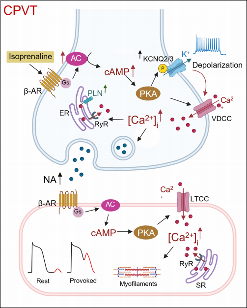 心与神经的对话：牛津大学团队揭示CPVT背后的神经机制