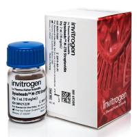 65305  Dynabeads™ M-270 Streptavidin 链霉亲和素  2ml 现货