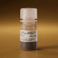 88803 Pierce™ Protein A/G Magnetic Beads 5ml 现货 Pierce™ 蛋白 A/G 磁珠