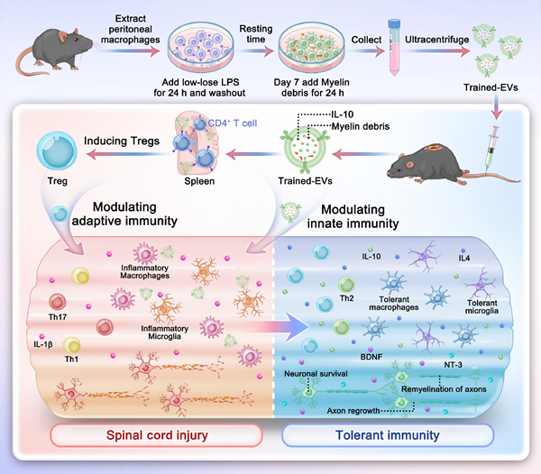 ApogeeFlow纳米流式仪文章分享,哈医大等科研团队发表在Nano Research “Innate and adaptive immune tolerance-inducing effects of extracellular vesicles derived from macrophages trained with low dose LPS and self-antigen in spi
