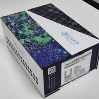 Actin, sarcomeric muscle抗体试剂（免疫组织化学）