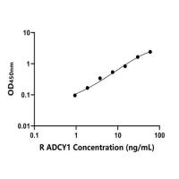 大鼠腺苷酸环化酶1(ADCY1)ELISA试剂盒