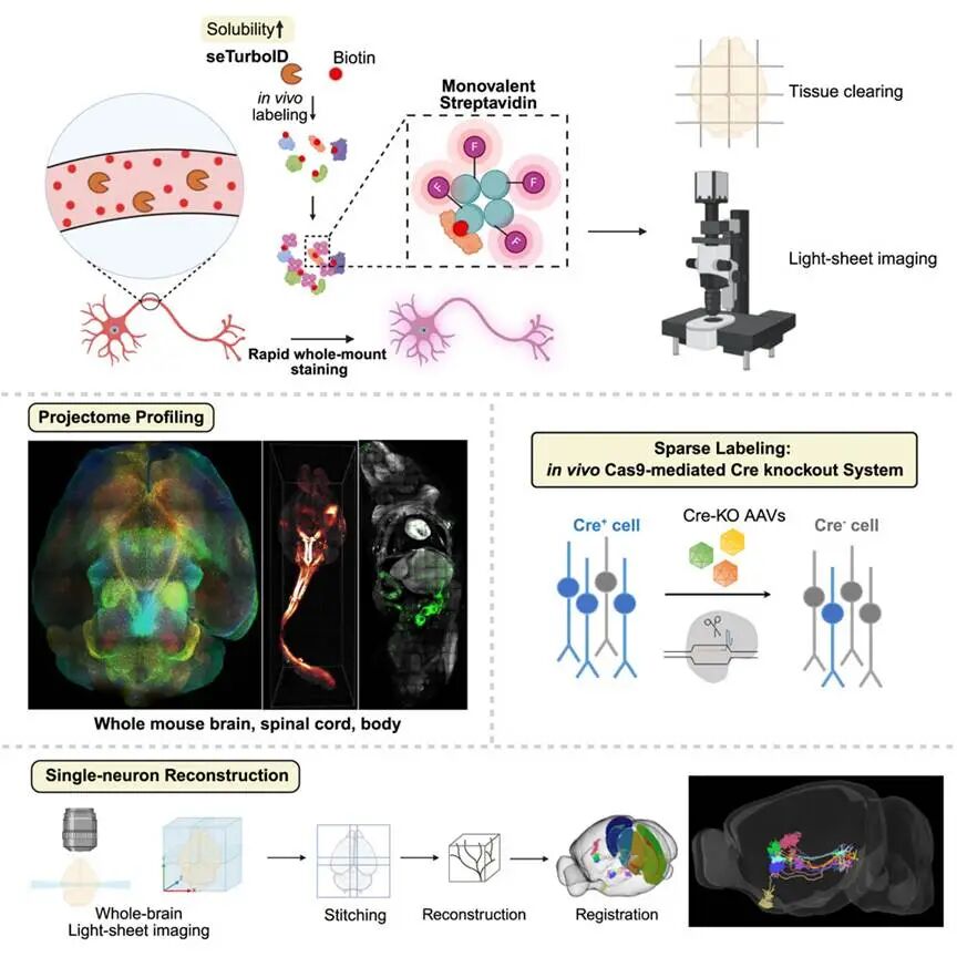 Neuron | 全脑成像“快、亮、准”，UltraMicroscope助力国内学者打开神经回路全景图