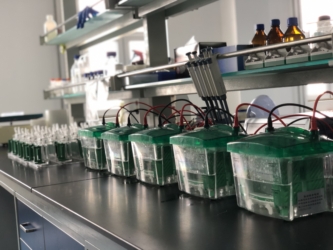 蛋白表达总失败？可能是标签没选对