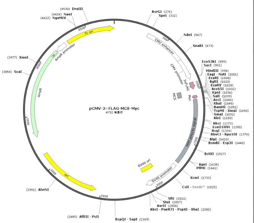 pCMV-3×FLAG-MCS-Myc质粒图普序列