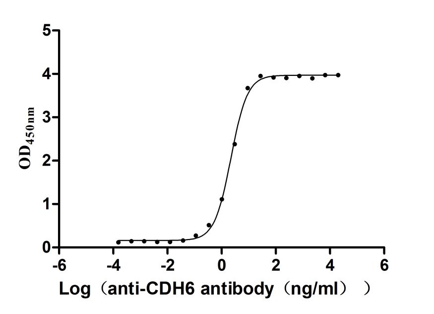 High Purity Validated of CSB-MP4958MOV