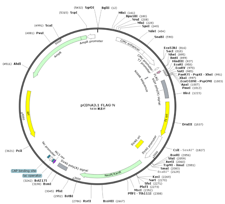 pCDNA3.1-FLAG-N质粒图普