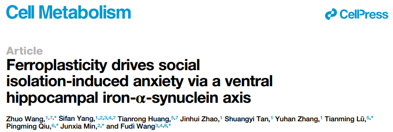 IF=30.9【客户文章】孤独使脑“生锈”？华南理工大学/浙江大学等合作揭示铁可塑性通过腹侧海马铁-α-突触核蛋白轴介导社会隔离诱导的焦虑