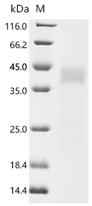 CSB-MP002207RA1b0 SDS