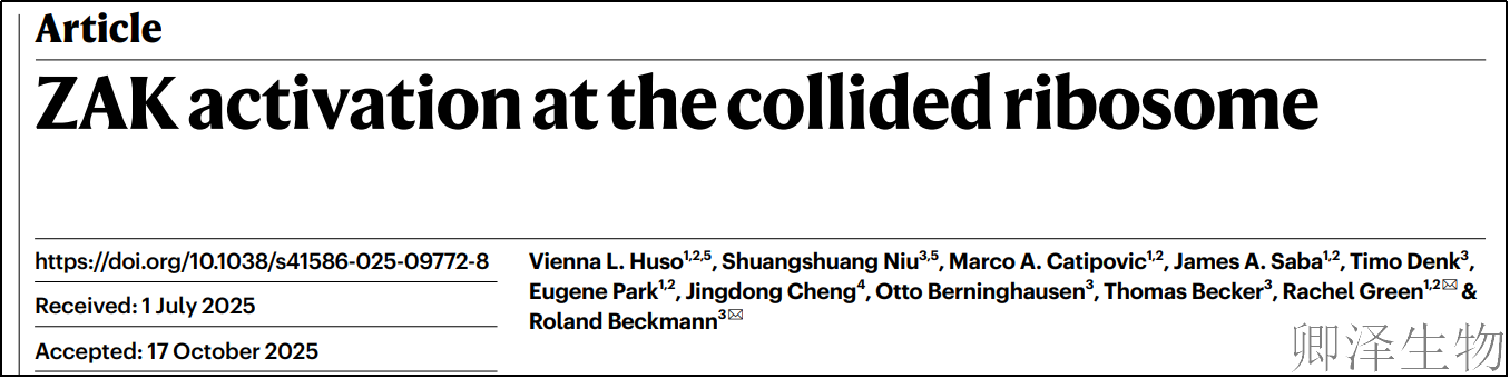 【细胞应急救援体系--核糖体毒性应激反应】 | ：ZAK蛋白应急响应的全链条