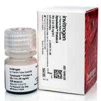 10001D/10002D/10008D 用于免疫沉淀的 Dynabeads™ 蛋白 A