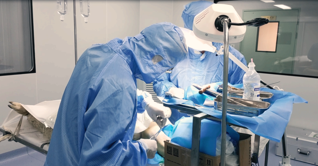 MDL如何提供反流性食管炎研究的完整证据链？