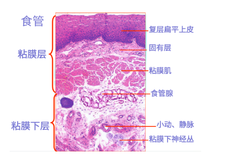 病理小课堂：消化组织的结构与功能