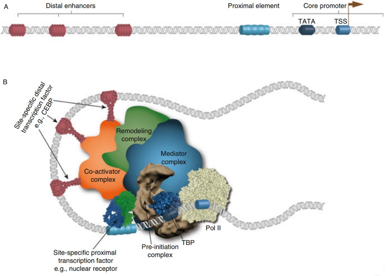 双荧光素酶系统丨应用篇：转录因子与启动子互作验证