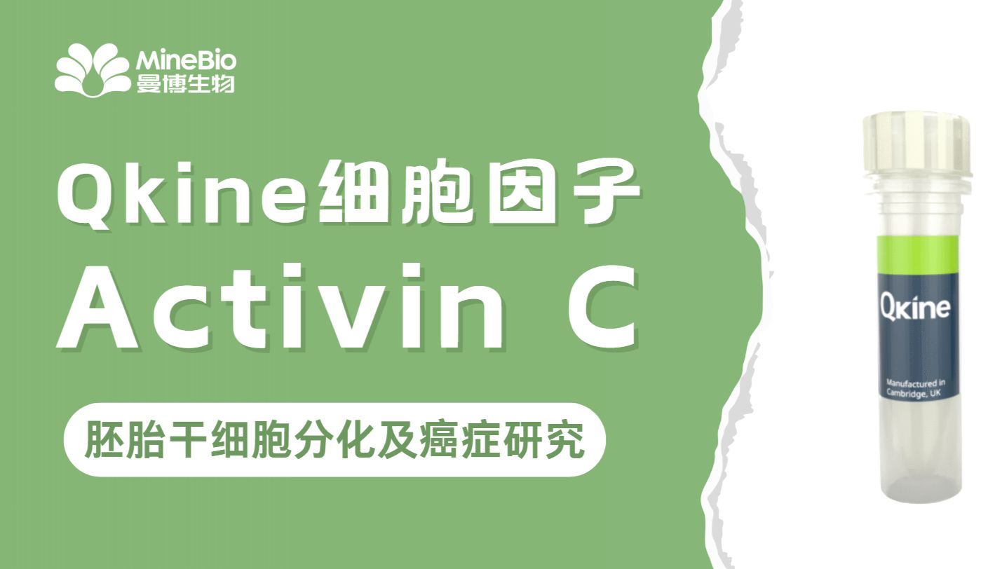 Qkine细胞因子-Activin C(Qk026)激活素C｜胚胎干细胞分化及癌症研究