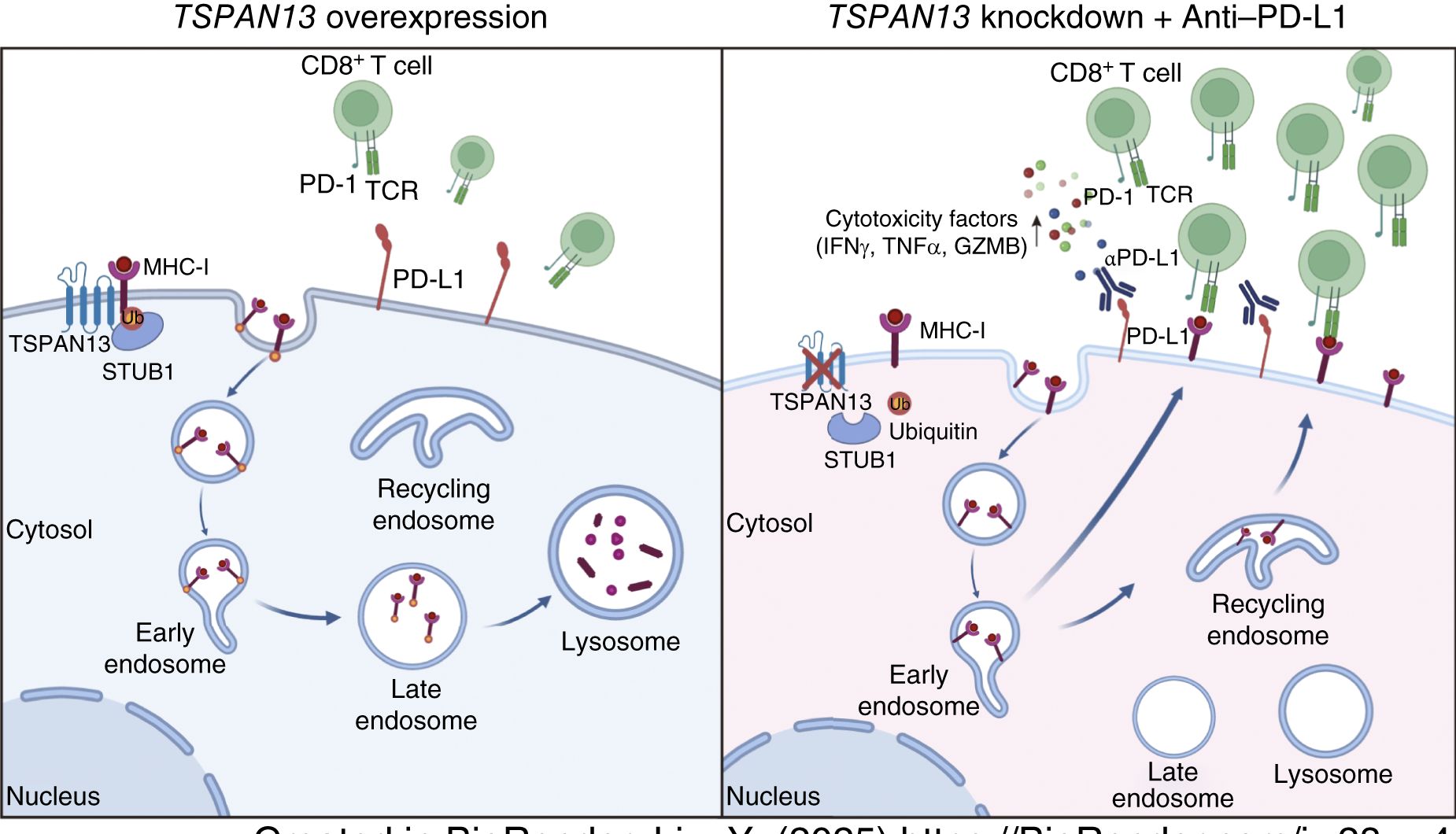 Cancer Research：乳腺癌免疫逃逸新途径！TSPAN13-肿瘤细胞的“隐形斗篷”如何工作？