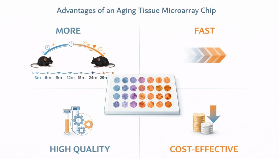 组织芯片如何缩短衰老靶点研究周期29个月