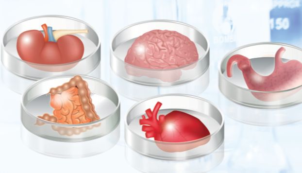 类器官研究的新进展