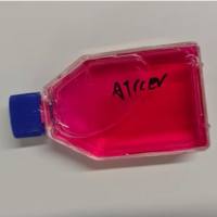 荧光素酶CD19敲除Raji细胞系