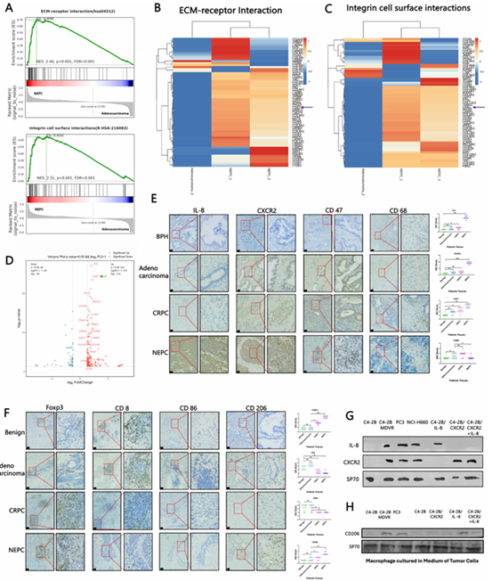 Mol cancer丨前列腺癌免疫治疗新靶标：CXCR2