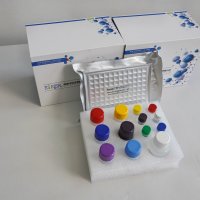 小鼠锌指同源框蛋白1B(ZFHX1B)ELISA检测试剂盒子科现货