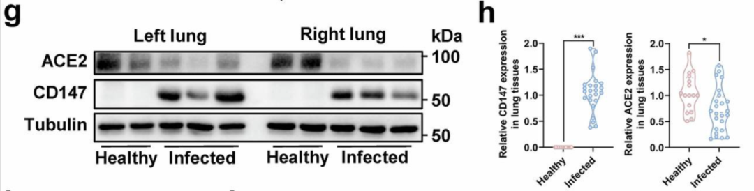 【Biorbyt又一篇高分文献】 IF=52 .7！抗CD147抗体[orb251620]力证：CD147作为SARS-CoV-2独立受体驱动重症感染