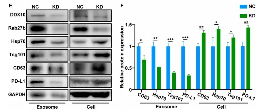 1768900609634571.jpeg cf9229dbbd0a19ec1574e241b04dbb84_44c65a1f263e4443aee008c57562325f.jpeg