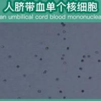 人脐带血造血干细胞(CD34+)分离服务