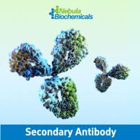 小鼠Ly6g/Ly-6G.1中和抗体 | NebuSelect™ Mouse Ly6g/Ly-6G.1 Neutralization Antibody