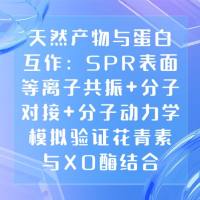 天然产物与蛋白互作：SPR表面等离子共振+分子对接+分子动力学模拟验证花青素与XO酶结合
