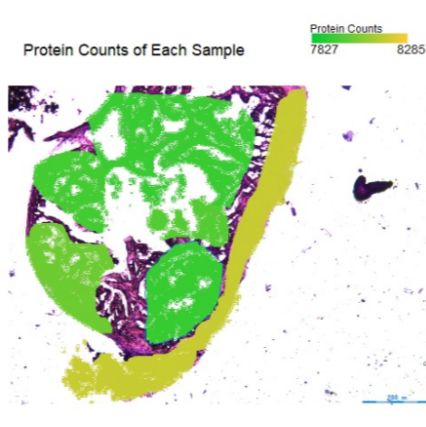 空间蛋白组服务